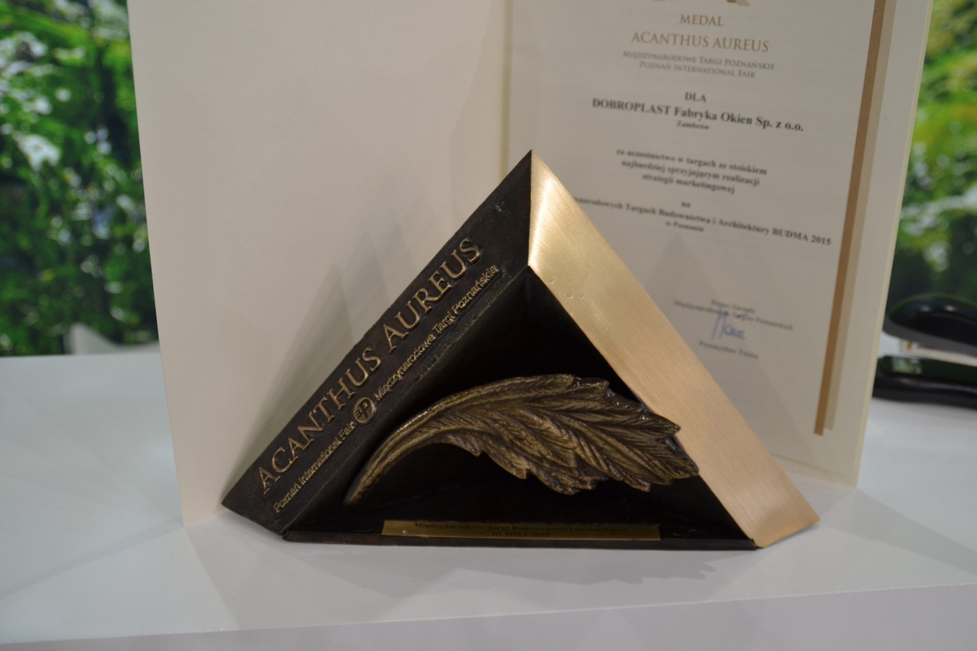 Acanthus Aureus w rękach Dobroplastu